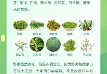 春天吃野菜 不要忽略食品安全